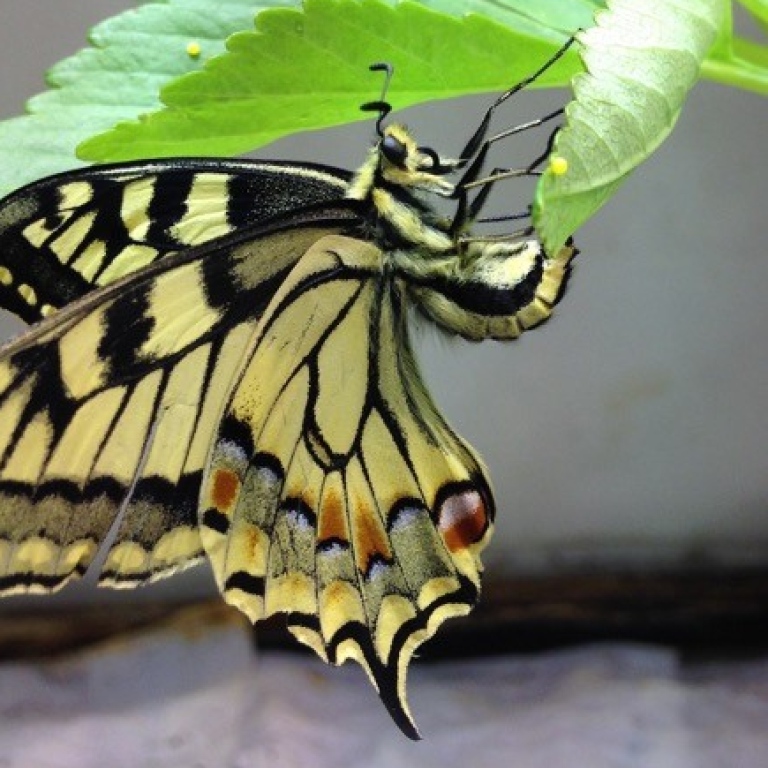 Macaon butterfly